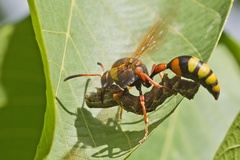 Katamenes dimidiatus