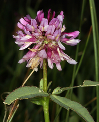 Trifolium beckwithii