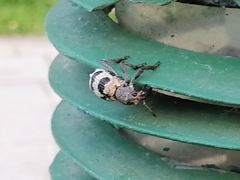 Aegorhinus phaleratus