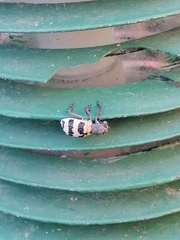 Aegorhinus phaleratus