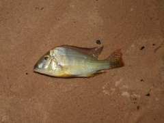 Geophagus