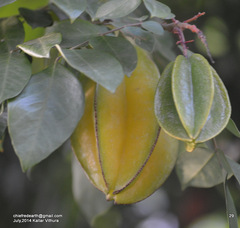 Averrhoa carambola