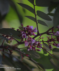 Averrhoa carambola