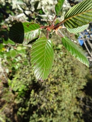 Cercocarpus macrophyllus