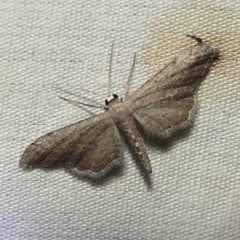 Euacidalia quakerata