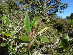 Cercocarpus macrophyllus