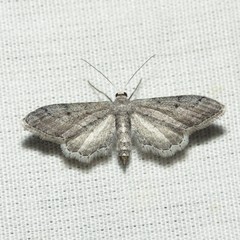 Euacidalia quakerata