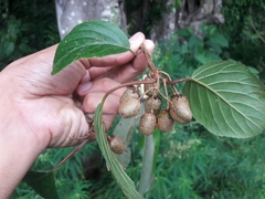 Actinidia strigosa
