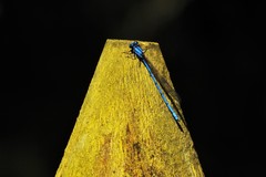 Argia fissa