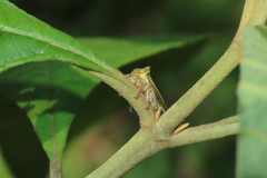 Umbonia