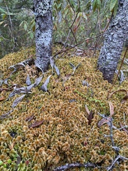 Sphagnum flavicomans