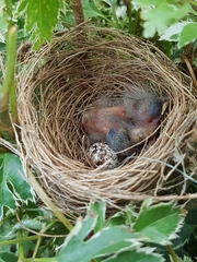 Sporophila nigricollis