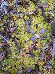 Sphagnum tenellum