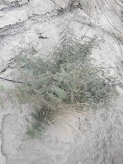 Vachellia campechiana