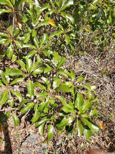 Terminalia calcicola image