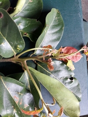 Cryptocarya amygdalina