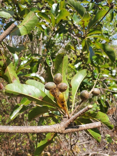 Terminalia calcicola image