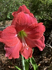 Hippeastrum hybridum