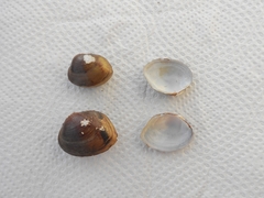 Unionoidea