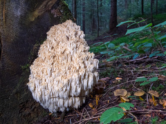 Hericium alpestre