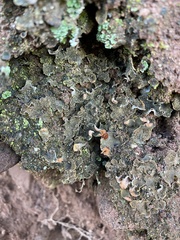 Peltigera lepidophora