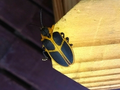 Mecistomela marginata