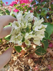 Bougainvillea
