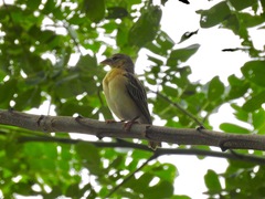 Ploceus jacksoni