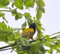 Ploceus jacksoni