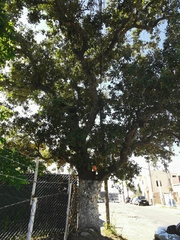 Quercus oleoides