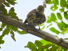 Ploceus jacksoni