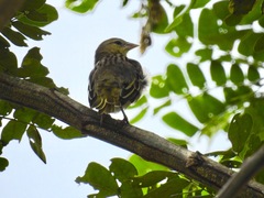 Ploceus jacksoni