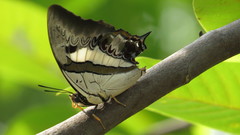 Polyura schreiber tisamenus