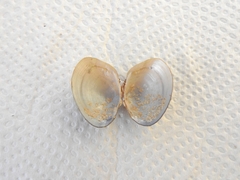 Unionoidea