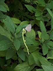 Jamides celeno aelianus