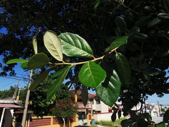 Quercus oleoides
