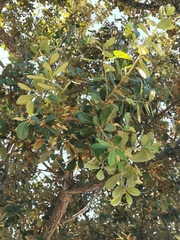 Quercus oleoides