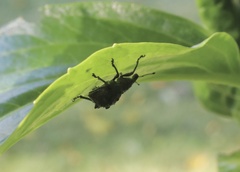 Megalometis spinifer