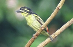 Pogoniulus atroflavus