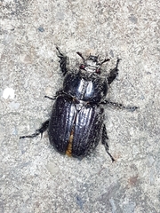 Phileurus