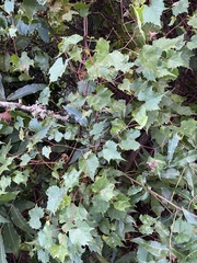 Vitis palmata