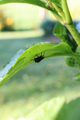 Megalometis spinifer