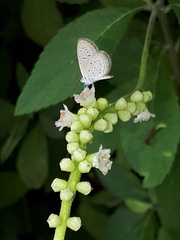Zizula hylax pygmaea