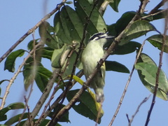 Pogoniulus bilineatus