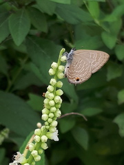 Anthene emolus goberus