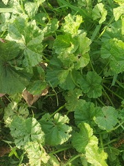 Malva neglecta