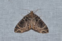 Ecliptopera thalycra