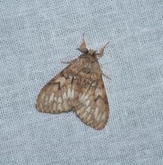 Lymantria sarantuja