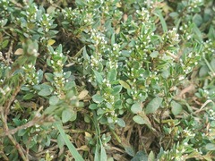 Polygonum aviculare