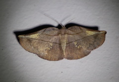 Xenomusa metallica